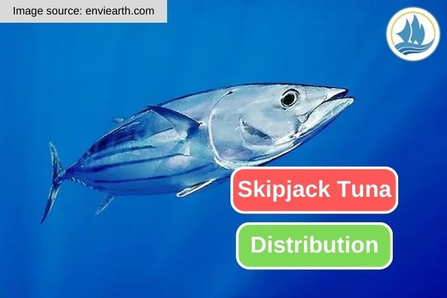 Exploring the Distribution of Skipjack Tuna